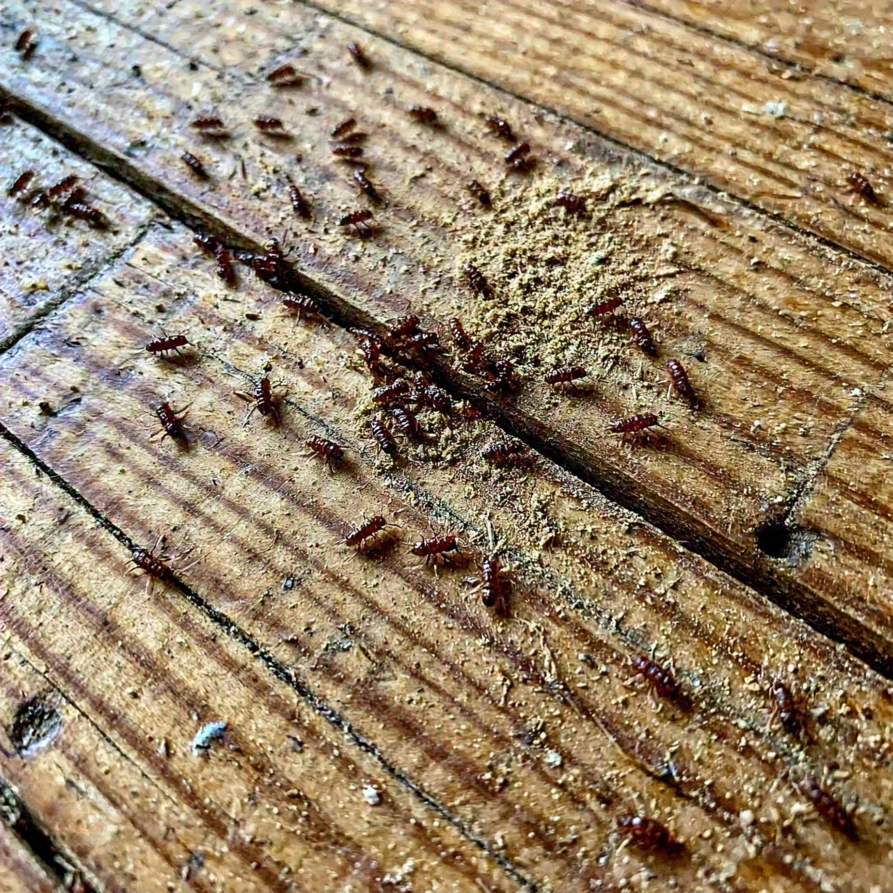 wood_destroying_insects_in_real_life_in_home (4)_cleanup